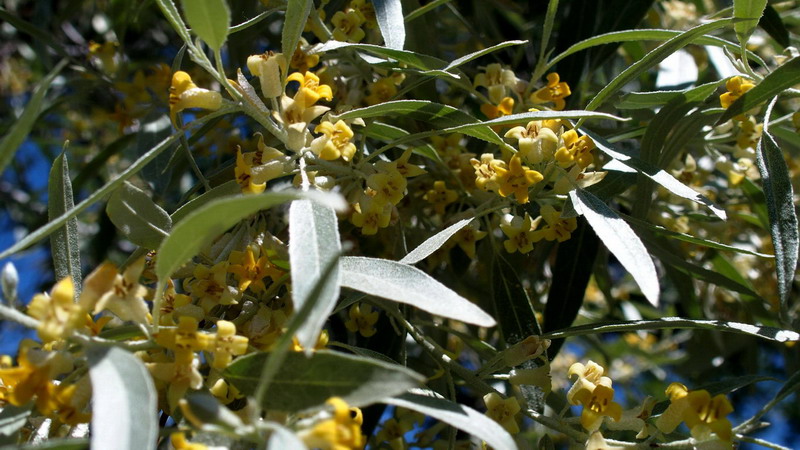 Ai margini 4 - Elaeagnus angustifolia  (Rosales - Elaeagnaceae)